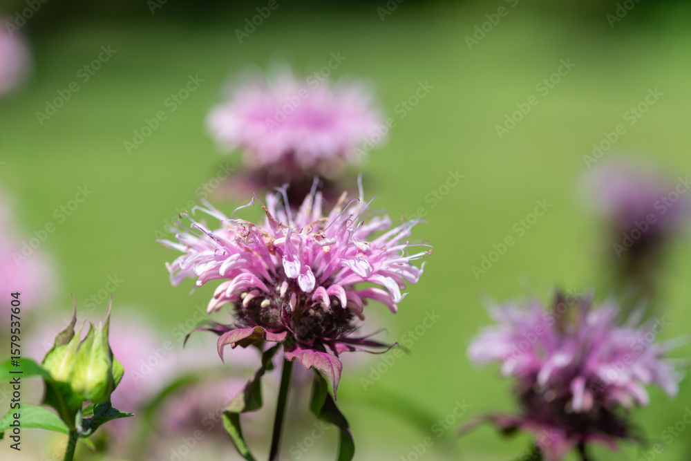 Close up of a bee balm (monarda) flower in bloom Close up of a bee balm (monarda) flower in bloom