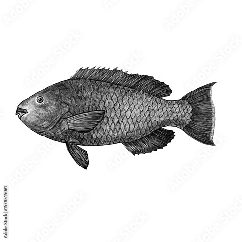 Rainbow Parrotfish (Scarus guacamaia) vintage style illustration