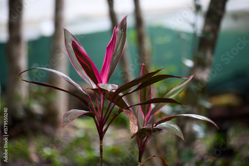 red flower in the garden