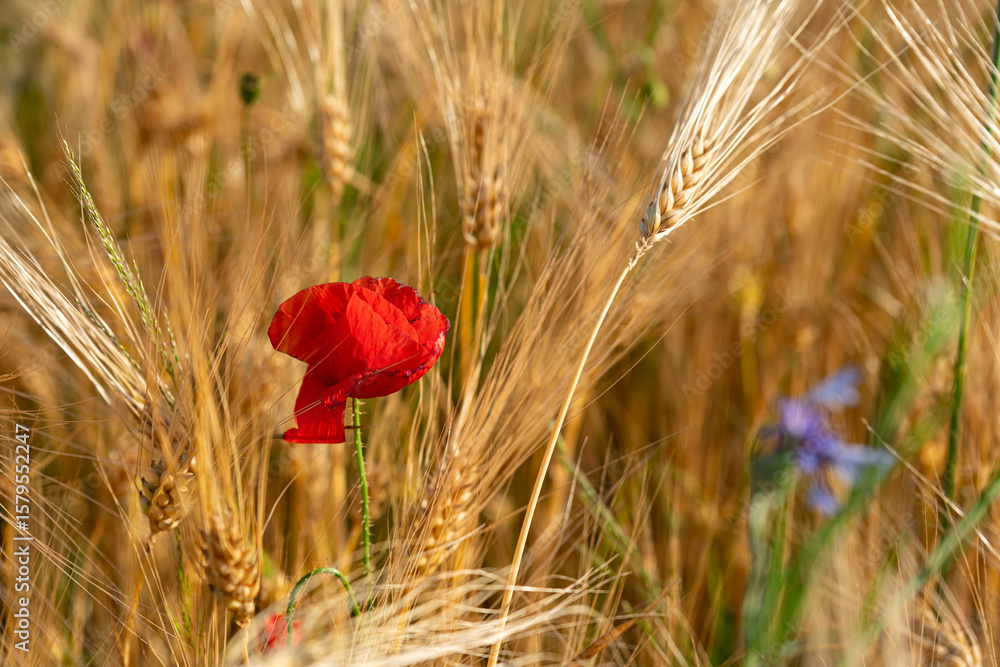 Fototapeta premium Rote Mohnblume in Getreidefeld