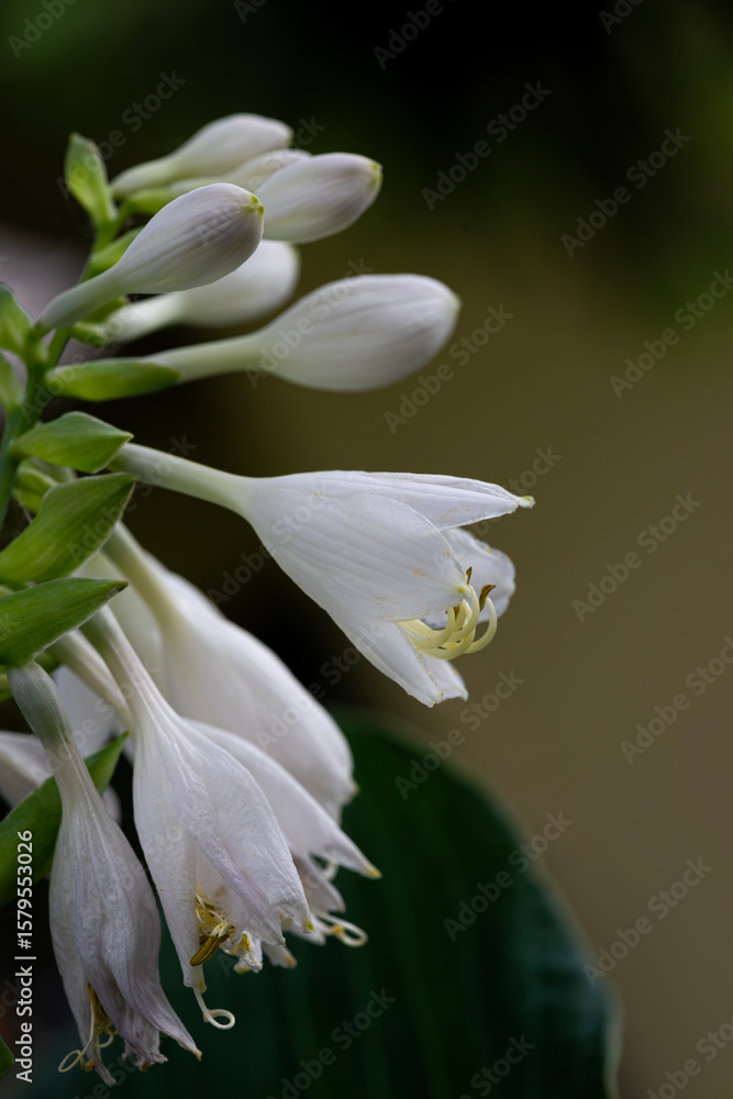 Fototapeta premium hosta plant macro closeup of buds and blooming white flowers