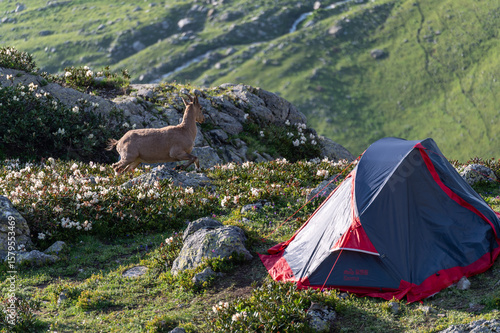 Photography timid mountain goat and a tent