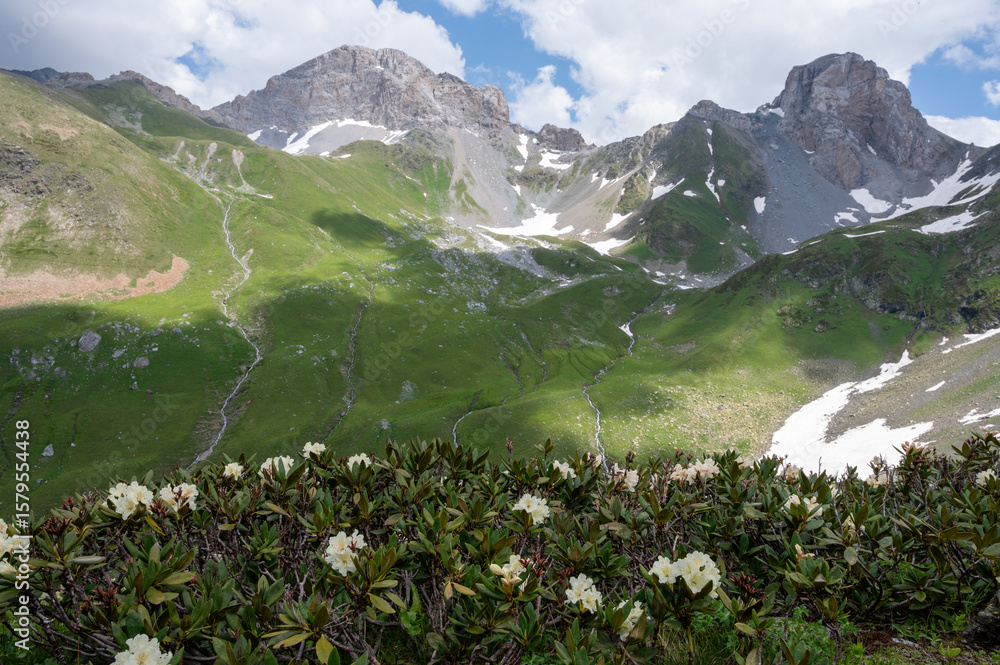 Fototapeta premium blooming rhododendron in the mountains