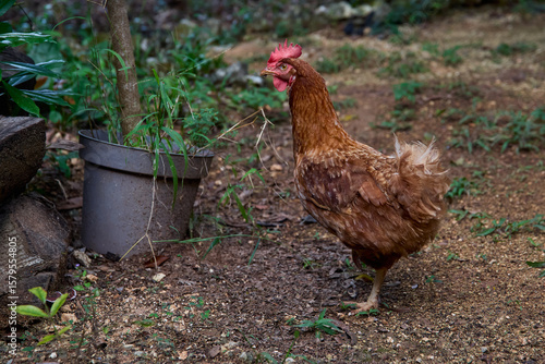 free range chickens