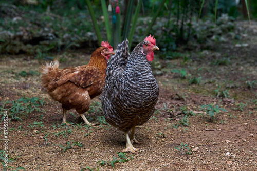 free range chickens