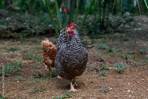 free range chickens