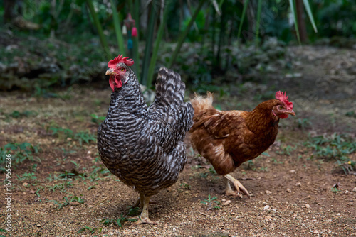 free range chickens