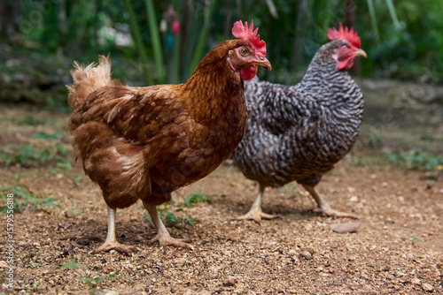 free range chickens