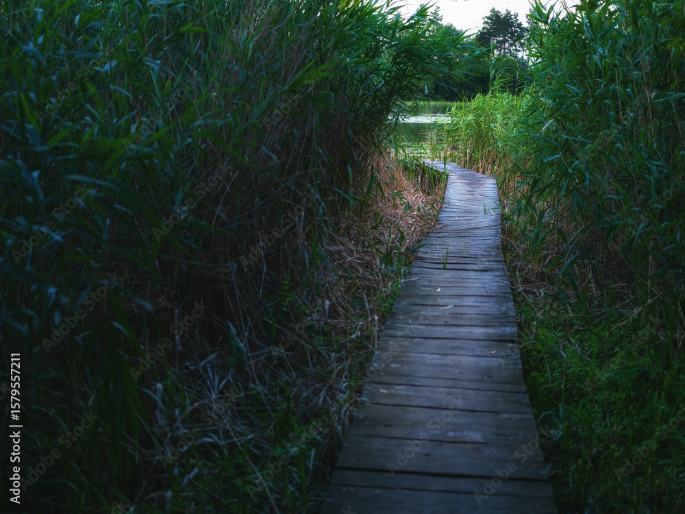 Obraz premium wooden path between reed bushes to river in twilight with nobody