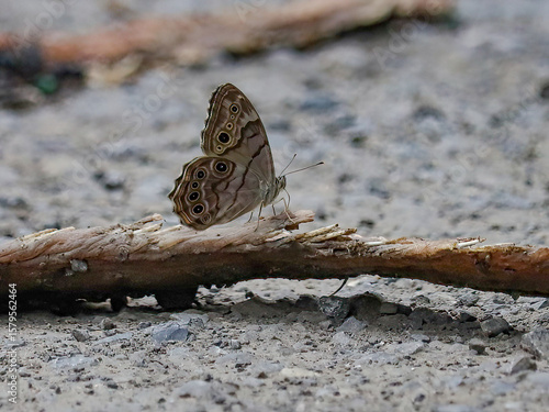 Cuadro en lienzo Butterfly on a Timber Rattlesnake Rattle Snake Carcass