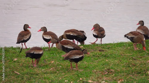 Flock of black-bellied whistling ducks by the lake in Tres Lagoas, Brazil