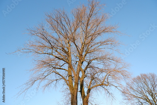 Laubloser Baum vor klarem blauem Himmel