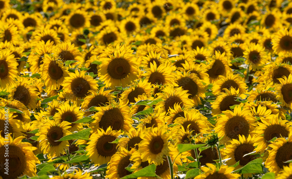 Fototapeta premium Close-up of a field of blooming sunflowers