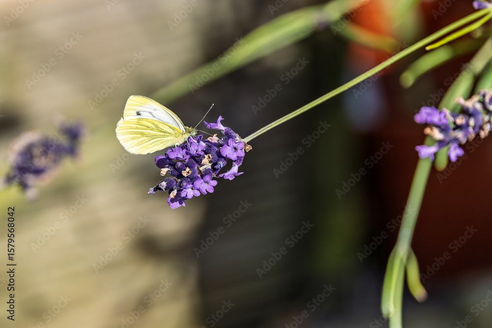 Naklejka premium Green-veined White butterfly (Pieris napi) Necctaring on Lavendar Flower in Garden on Summer Day