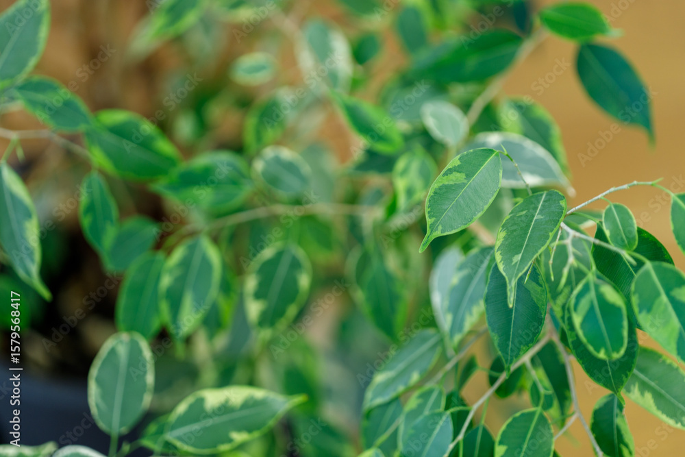 Obraz premium Variegated Weeping Fig Plant Close-Up