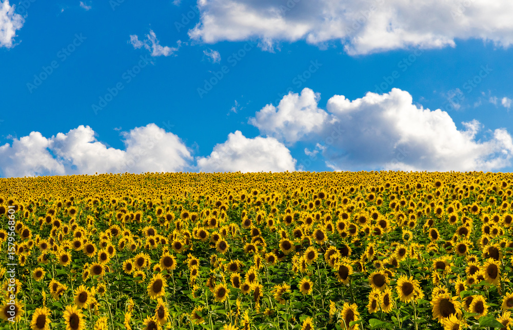 Obraz premium Landscape of a blooming sunflower crop and blue sky with clouds