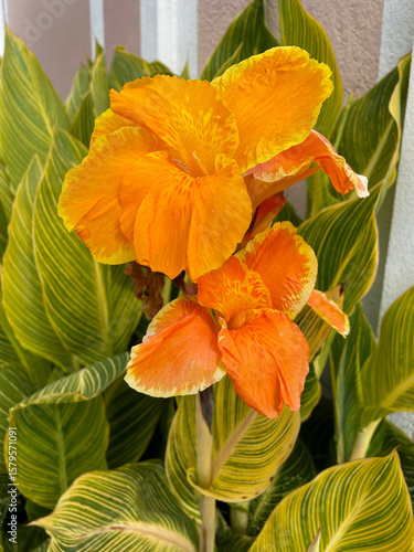 Orange Canna Lily 02