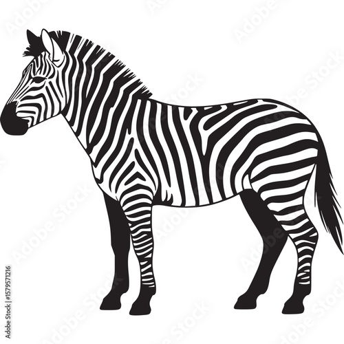 A striking zebra illustration showcasing its iconic black and white stripes in a minimalist design style on transparent background