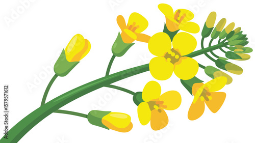 Illustration of bright yellow rapeseed flowers and buds on a green stem