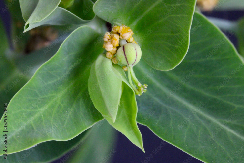 Fototapeta premium Caper Spurge Leaf Blossom 01