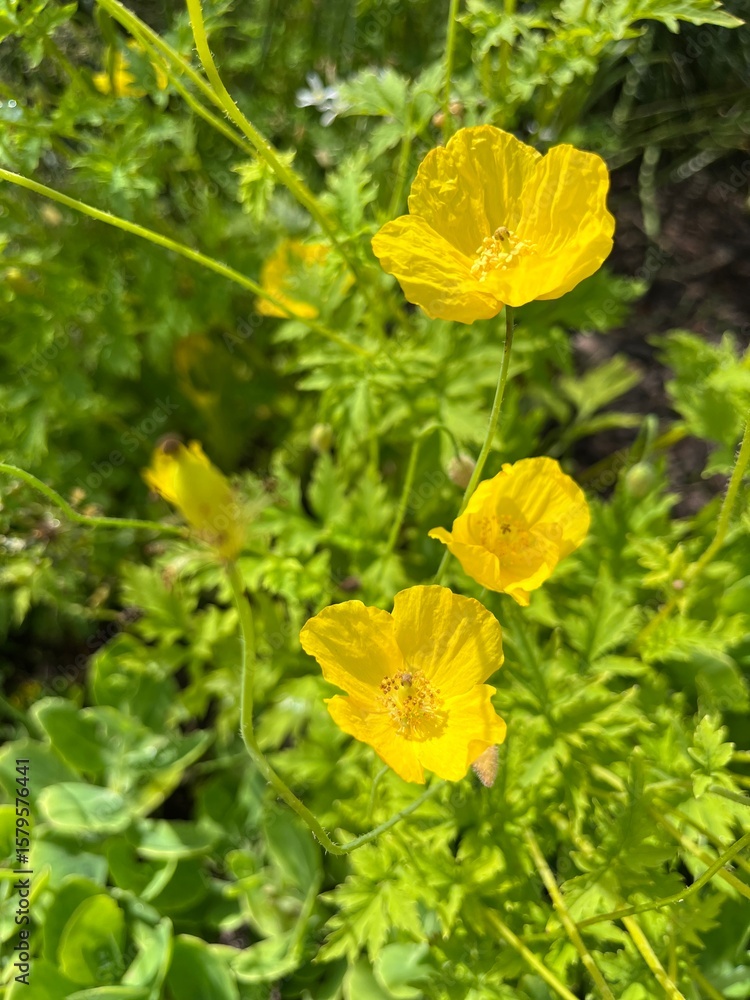 Obraz premium Blooming yellow field poppy. meconopsis cambrica in the summer garden. Flower background