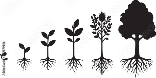 Seedling growth to mature tree with roots sprout plant