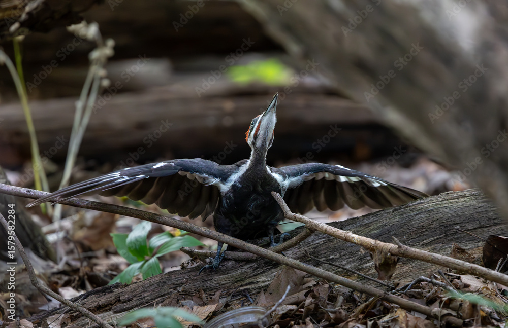 Fototapeta premium pileated woodpecker