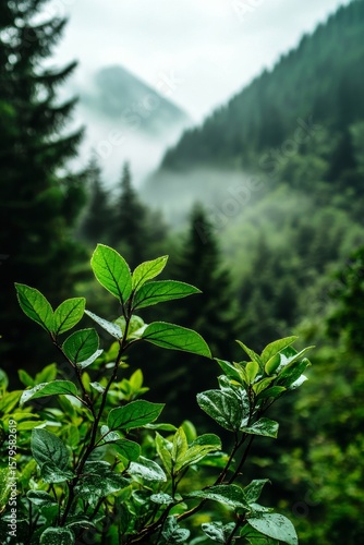 Lush Green Foliage Frames a Misty Valley in a Serene Mountain Landscape Durin...