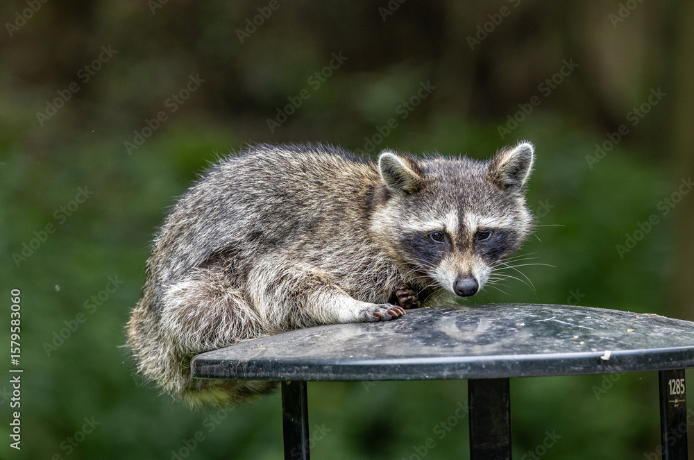 Obraz premium raccoon on trash can