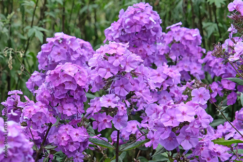 Tableau sur toile Purple Phlox paniculata ‘Blue Paradise’ in flower.