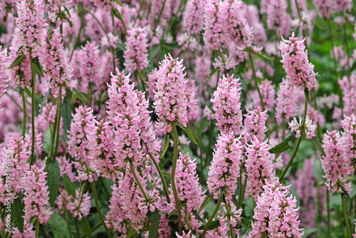 Betonica officinalis, pink betony ‘Rosea’ in flower.