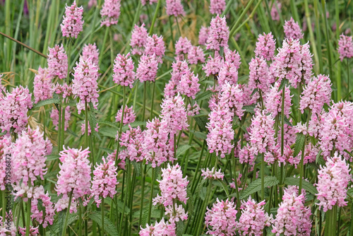 Betonica officinalis, pink betony ‘Rosea’ in flower.