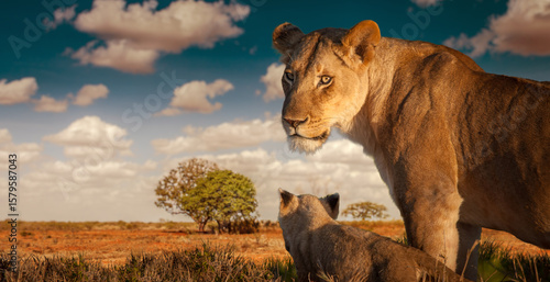 Lioness with her cub in the...