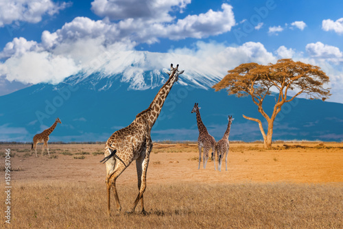 Giraffes walking across Afr...