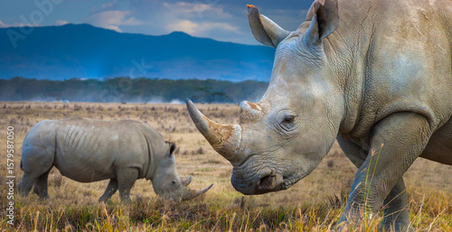 Two white rhinos grazing in...