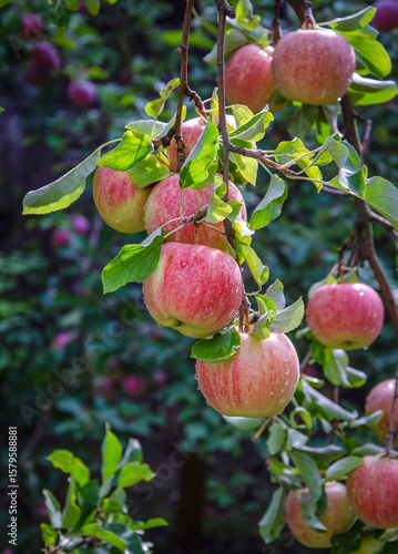 Wallpaper Mural Ripe apples of the "Champion" variety, sunlit, growing in the garden. Torontodigital.ca