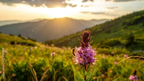 A sunset scene with flowers mountains and a bee in soft focus