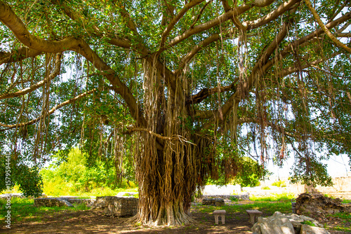 The banyan tree or Ficus benghalensis, sacred holly tree with aerial roots. 