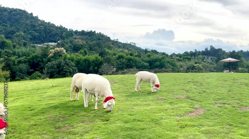 Group of Farm Sheep Grazing on a Green Foothill Meadow