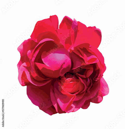 Rosa 'Meiclusif' (Red Eden Rose). Isolated deep red rose flower on white background, showcasing lush petals and romantic form. Ideal for botanical designs and floral compositions.