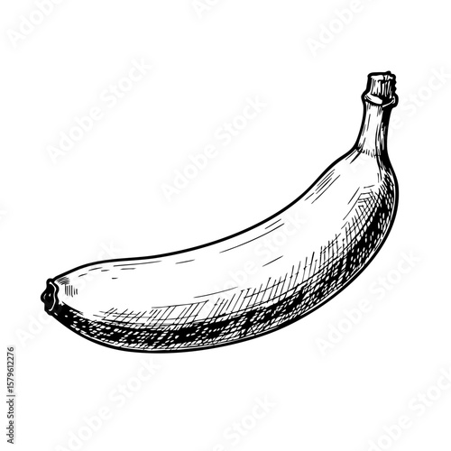 Vintage sketch of a banana on a white background  