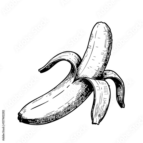 Vintage sketch of a banana with peels on a white background  