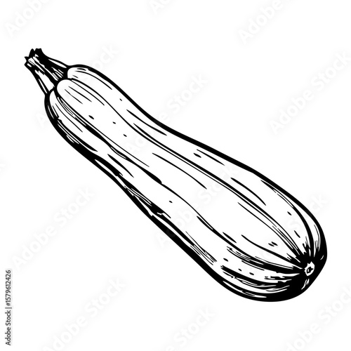 Vintage sketch of a zucchini on a white background  