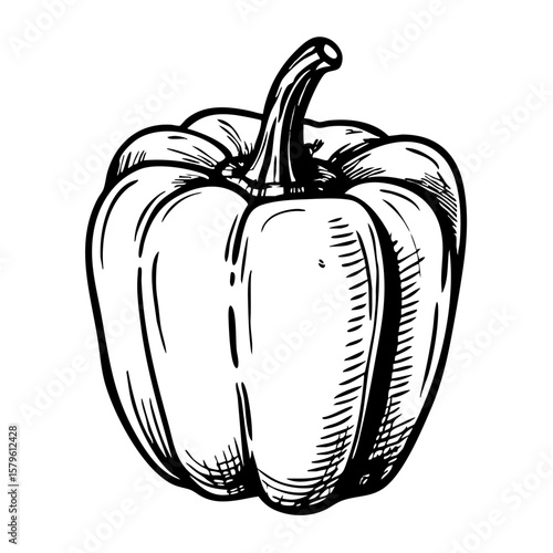 Vintage sketch of a bell pepper in detailed line art  