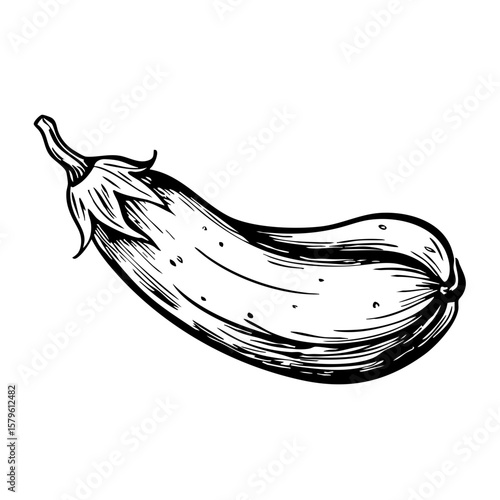 Vintage sketch of an eggplant with detailed line art representation  
