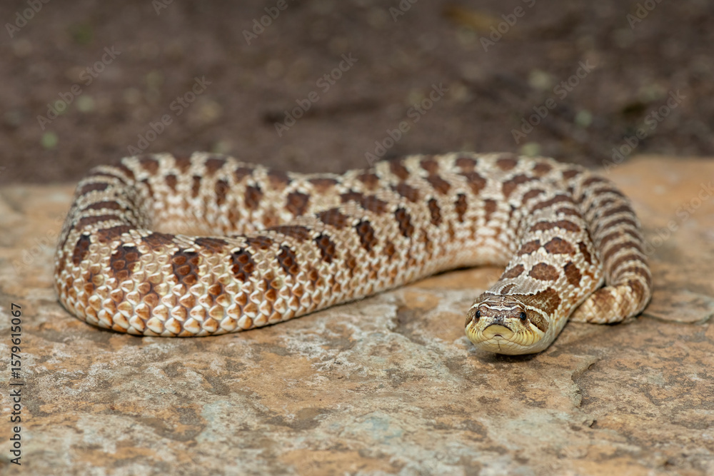 A cute female Western Hognose Snake (Heterodon nasicus), also called a Plains Hognose Snake, on a rock A cute female Western Hognose Snake (Heterodon nasicus), also called a Plains Hognose Snake, on a rock