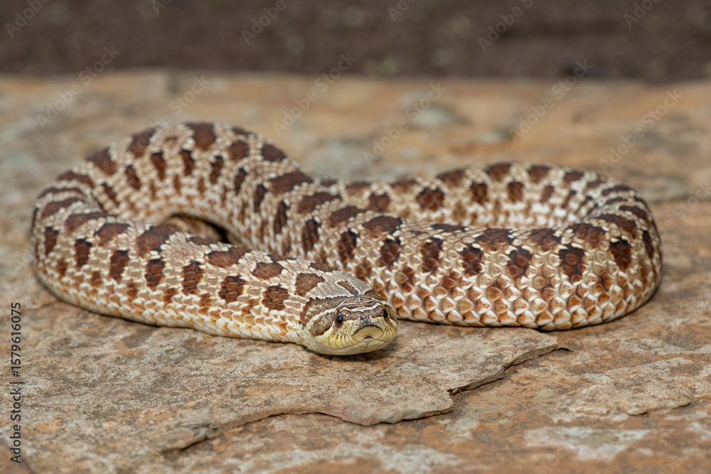 Naklejka premium A cute female Western Hognose Snake (Heterodon nasicus), also called a Plains Hognose Snake, on a rock