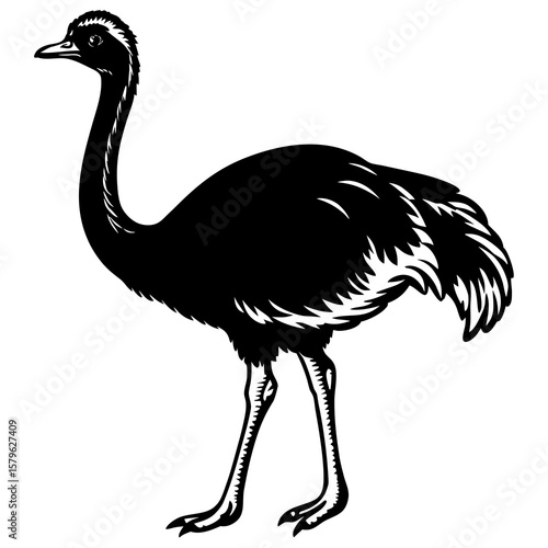 Ostrich vector, an ostrich art design, vector of an ostrich, ostrich art, an ostrich isolated