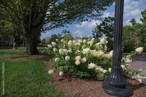 Fotografie Hydrangea bush with lamp post and tree