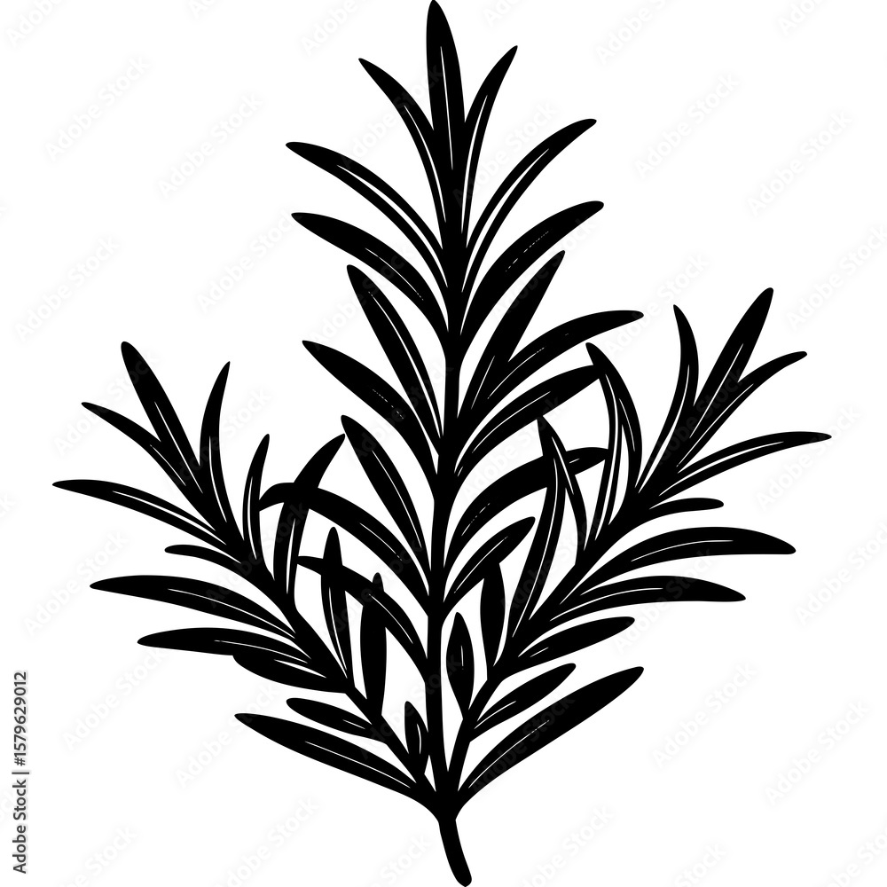 Rosemary leaf icon vector, a Rosemary leaf silhouette, Vector of Rosemary leaf art, a Rosemary leaf black silhouette vector isolated Rosemary leaf icon vector, a Rosemary leaf silhouette, Vector of Rosemary leaf art, a Rosemary leaf black silhouette vector isolated